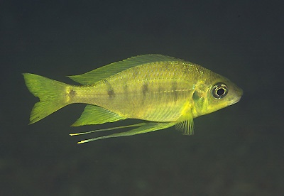 Ophthalmotilapia nasuta 'Mzwema'